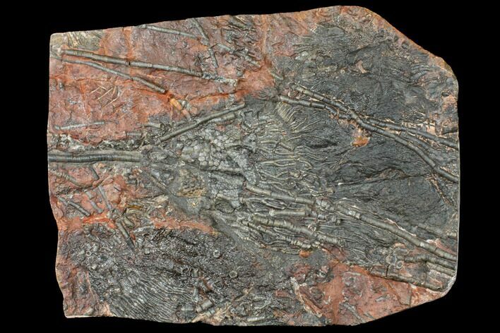 Silurian Fossil Crinoid (Scyphocrinites) Plate - Morocco #134252
